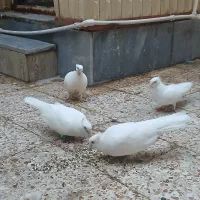 کبوتر سفید و پرشی