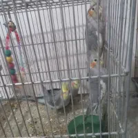 عروس هلندی مولد وجوجه|پرنده|زند, |دیوار