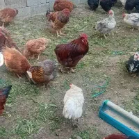 بوقلمون خروس مرغ تخم گزار مناسب شب چله|حیوانات مزرعه|چهارباغ, |دیوار