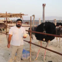 شتر مرغ|حیوانات مزرعه|شیراز, دارالرحمه|دیوار