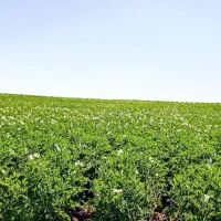 زمین کشاورزی آبی دیواندره سیستم آبیاری بارانی|فروش دفتر صنعتی، کشاورزی، تجاری|دیواندره, |دیوار