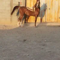 مادیون سواری تکمیل