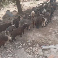 بره