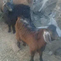 نربز و بزغاله نر