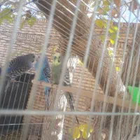 جفت مرغ عشق و عروس هلندی|پرنده|مهریز, |دیوار