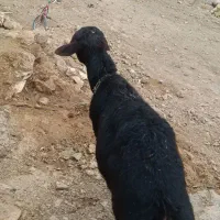 قوچ قزل|حیوانات مزرعه|خزل, |دیوار