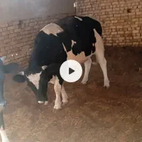 گوساله نر سرک دار چاق