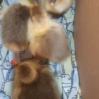 جوجه غاز ۳روزه