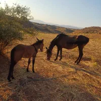 مادیون با قاطر نره