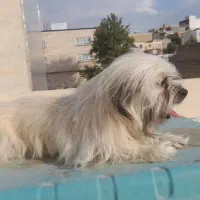 واگذاری سگ شیتوز