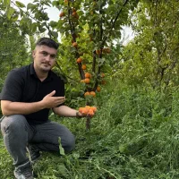 نهالستان غرب فروش نهال گیلاس کامکوات پسته زرشک سیب