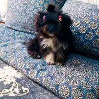 سگ پا کوتاه پشمالو خوشگل تر