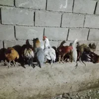 مرغ و خروس جوان