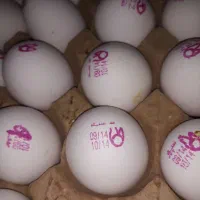 فروش تخم مرغ درجه یک تاریخ روز