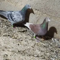 کبوتر مسافتی|پرنده|سیب و سوران, |دیوار