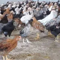 خروس و مرغ دورگه گلپایگان هشتصد تا نهصد گرم