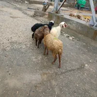 گوساله گاو گوسفند بز بره میش