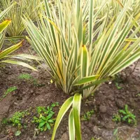 گل کنفی نیوزیلندی(مشیری ابلق)