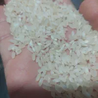 چلتوک