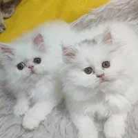 گربه‌ پرشین (سوپرفلت/عروسکی) همه رنگ‌ها