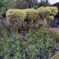 فروش انواع گل و گیاه