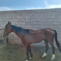 فروش اسب