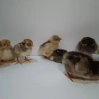 جوجه ویاندوت