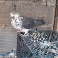 کبوتر پرشی|پرنده|جرقویه, |دیوار