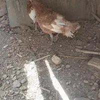 ۲تا بوقلمون ماده