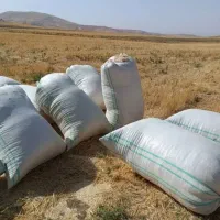 کاه درجه ۱ یک گندم دار تحویلی ۱۴۵۰۰
