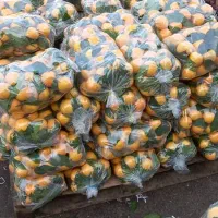 فروش پرتقال تازه.