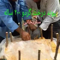 نهال گردو اصلاح شده|گل و گیاه طبیعی|نهاوند, |دیوار