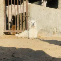 توله آلابای روسی