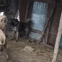 فروش توله سگ سرابی ذات قدیم