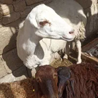 تعدادی میش وبره معاوضه با وانت نیسان