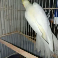 عروس هلندی لوتینو نر