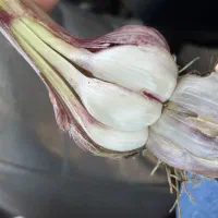 سیر اصیل مازندرانی محلی خوش بو تند