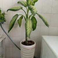 4 عدد گل زیبا ارزان|گل و گیاه طبیعی|شهرکرد, |دیوار