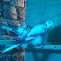 کبوترخانگی