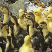 جوجه اردک اسراعیلی