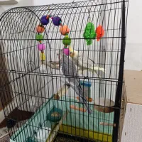 یک جفت عروس هلندی