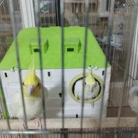 عروس هلندی|پرنده|صدرا-فارس, فاز ۱|دیوار