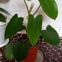 گل و گیاه طبیعی