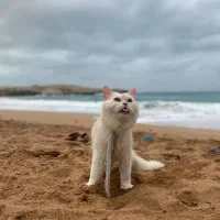 گربه|گربه|چابهار, |دیوار