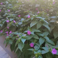 باغبانی|خدمات باغبانی و درختکاری|زاهدان, |دیوار