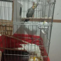 عروس هلندی مولد