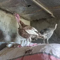 بوقلمون نر قهوه ای جوان یک ساله مست