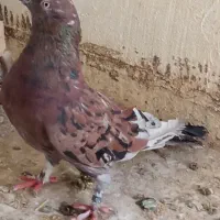 کفتر سرور و پرشی|پرنده|کاشان, لتحر|دیوار