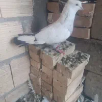 دم سبز ،یهودی سیاه ،دوکت سیاه المانی