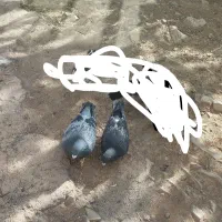 کبوتر باخت رفته کبوتر کفتر
